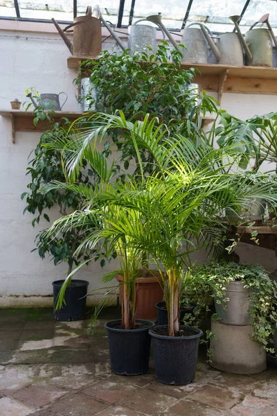 Large Assortment Ornamental Pot Plants Cultivated Improving Home Decor Interior — Stok fotoğraf