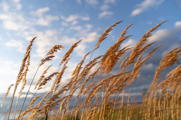 Selective Soft Focus Beach Dry Grass Reeds Stalks Blowing Wind — Foto Stock