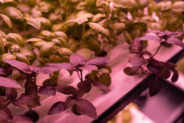 Eco Organic Modern Smart Farm Vegetable Green Salad Basil Growing — Fotografia de Stock