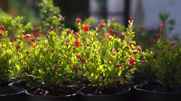 Closeup Blooming Pomegranate Trees Flowers Fruits Plastic Pots Plant Nursery — Vídeos de Stock