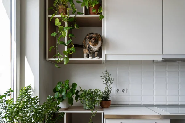 Naughty Domestic Animal Prepares Jump Wall Cabinet Kitchen Natural Decor — Zdjęcie stockowe