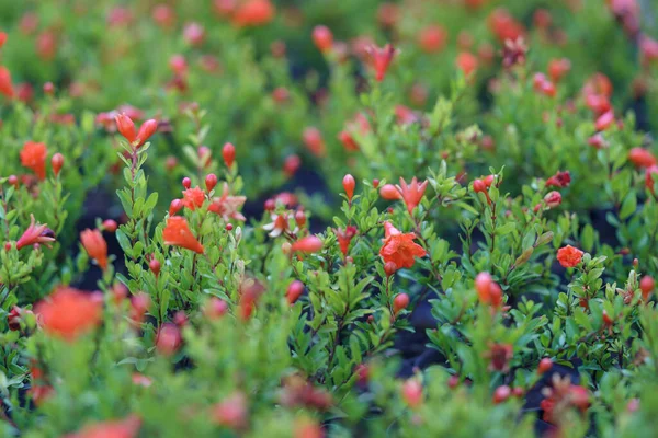 Primer Plano Árboles Granada Flor Con Flores Frutas Macetas Vivero —  Fotos de Stock