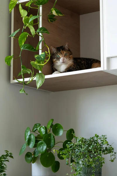 Lazy Domestic Cat Enjoys Resting Shelf White Wall Cabinet Green — ストック写真