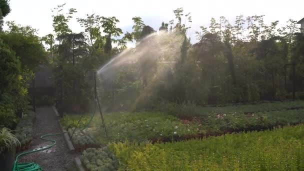 Closeup Automatic Sprinkler Systems Drip Irrigation Watering Lawns Garden Sunny — Αρχείο Βίντεο