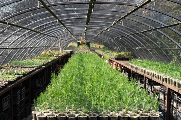 Spacious Greenhouse Cypress Thuja Designed Decor Cultivated Sale Large Nursery — Stock fotografie