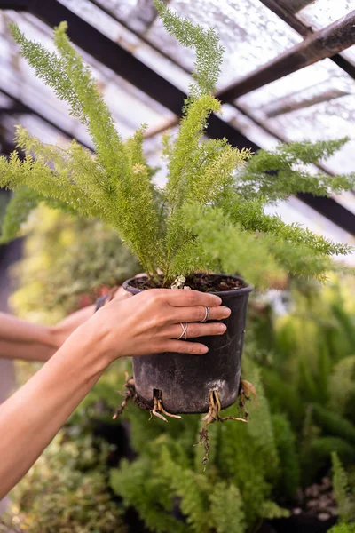 Female seller shows decorative plant in black pot for home interior on blurred background. Hands of woman hold lush pot-plant with green branches of coniferous tree in covered greenhouse closeup