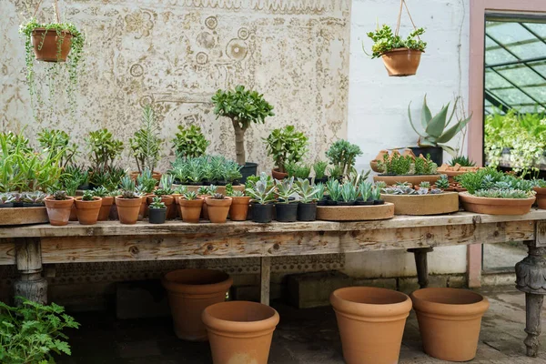 Ampla Variedade Panelas Marrons Diferentes Tamanhos Plantas Exuberantes Colocadas Balcão — Fotografia de Stock