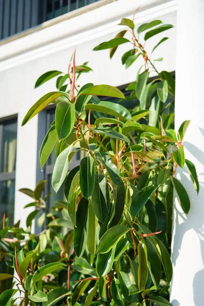 Ornamental exotic pot-plant decorates territory in sunny summer weather. Lush ficus tree with big green leaves grows and standing in yard of modern cottage house in countryside closeup