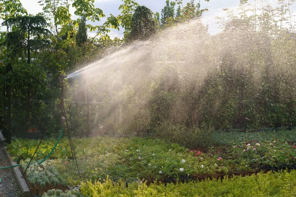 Modern automatic watering system spreads fresh clean water on decorative potted plants at bright sunlight. Green pot-plants cultivated for sale in rural garden in countryside on sunny summer day