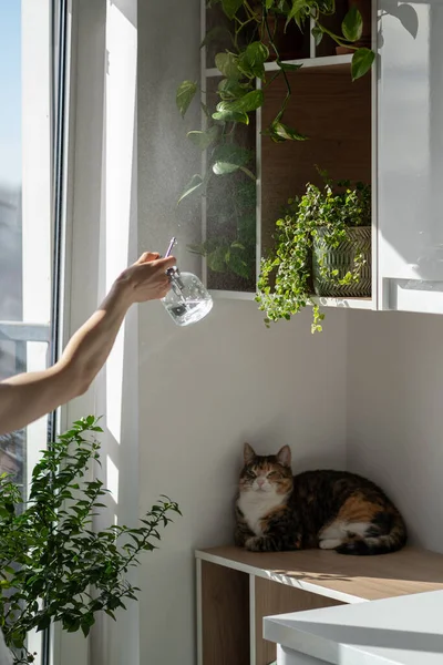 Gato Espremendo Sentado Prateleira Madeira Com Plantas Sala Enquanto Proprietário — Fotografia de Stock