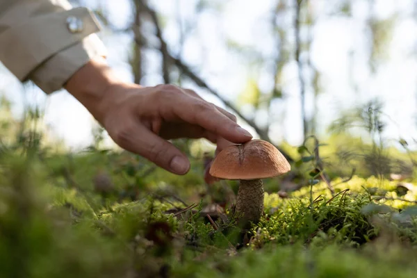 Person collects mushrooms for cooking delicious meal at home. Tourist touches mushroom gathered in forest illuminated by bright sunlight. Hiker avoids poisoned food carefully choosing mushrooms