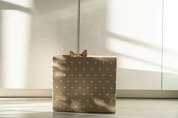 かわいい好奇心旺盛な猫が座って 家で箱の中に隠れて 外を見て 唯一の耳が表示されます 背景には日光と白の食器棚 ペット愛好家の概念 — ストック写真