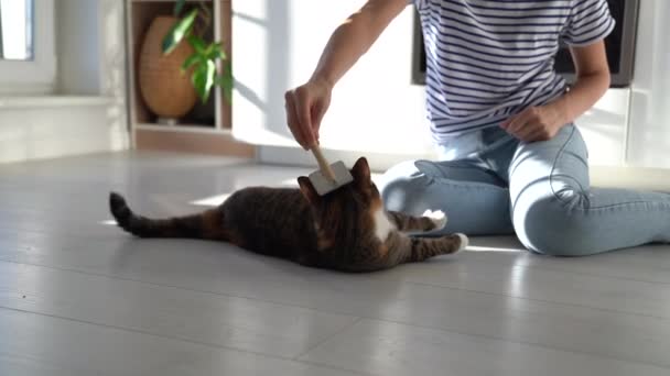女房东用毛刷在地板上梳理毛猫的衣服 在家里照顾宠物的雌性动物 卫生概念 — 图库视频影像