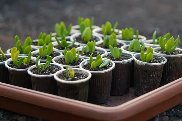 First sprouts of plants growing in plastic pots nourished by sunlight. Plants pierced through soil standing in brown tray waiting for usage in greenhouse or exhibition in botanical garden