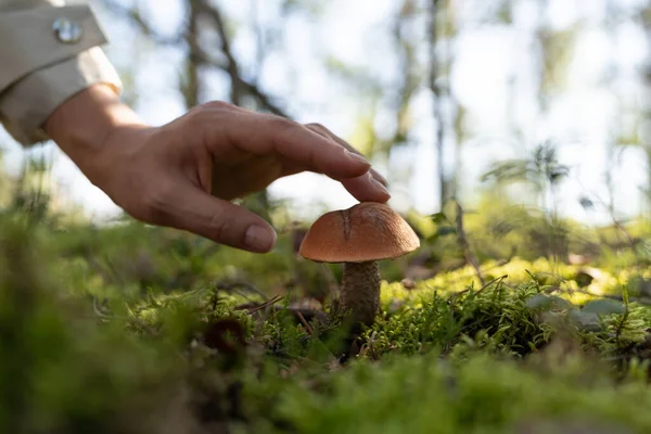 Person collects mushrooms for cooking delicious meal at home. Tourist touches mushroom gathered in forest illuminated by bright sunlight. Hiker avoids poisoned food carefully choosing mushrooms