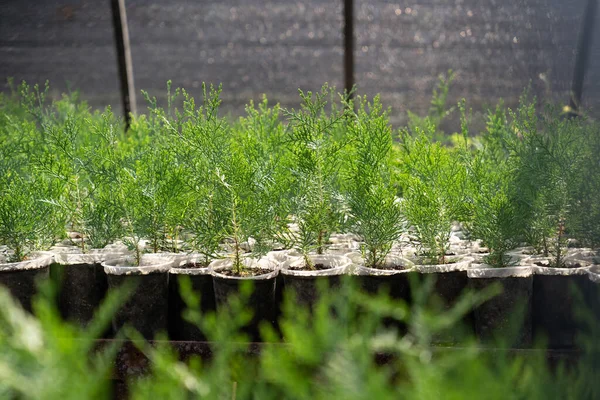 Las Plántulas Thuja Verde Crecen Fondo Invernadero Casa Plantas Para —  Fotos de Stock