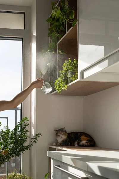 Cat Squeezing Sitting Wooden Shelf Houseplants While Female Owner Watering — Stockfoto