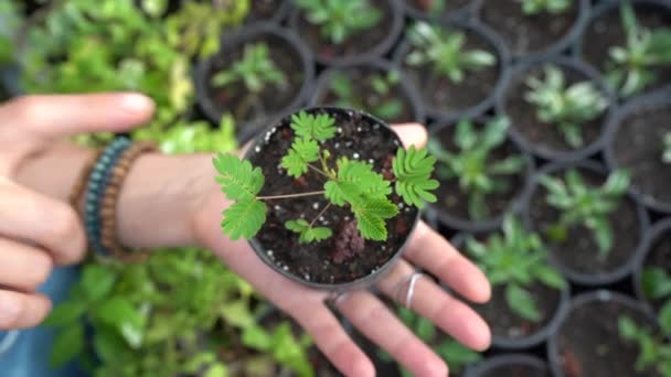 Closeup Woman Finger Touch Small Mimosa Leaves Leaflets Folding Touch — Stock Video