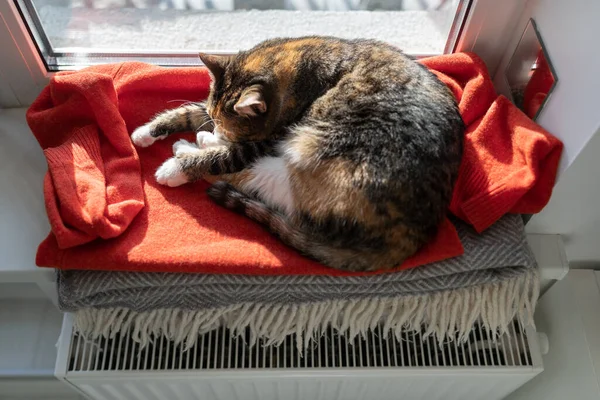 Домашняя Кошка Спит Красном Свитере Лежащем Подоконнике Зимой Домашнее Животное — стоковое фото