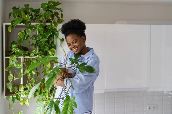 Junge Afroamerikanerin Mit Breitem Lächeln Hält Zimmerpflanze Der Hand Und — Stockfoto