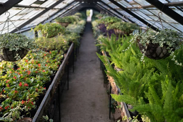 Ancienne Serre Avec Des Fleurs Tropicales Des Plantes Intérieur Lumière — Photo