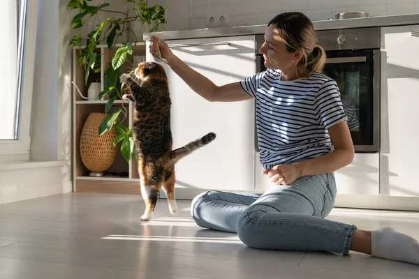 Joven Propietaria Jugando Con Lindo Gato Esponjoso Casa Caluroso Día — Foto de Stock