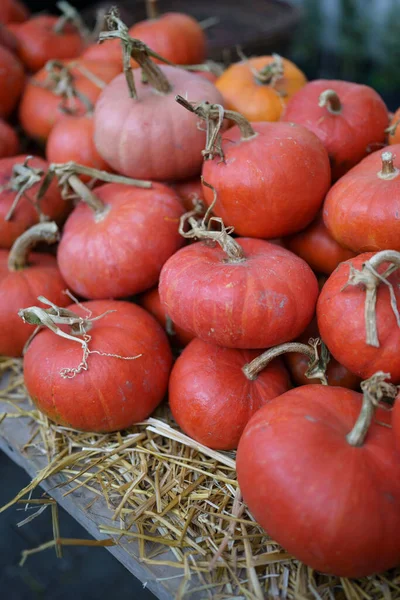 Autumn Decoration Harvest Orange Pumpkins Dry Straw Outdoor Farmers Market — Stock Photo, Image