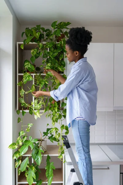Junge Afroamerikanische Gärtnerin Kletterte Auf Leiter Blütenblätter Der Heimischen Pflanze — Stockfoto