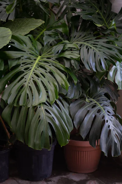 Monstera Deliciosa Cultivada Para Mejorar Decoración Del Hogar Interior Plantas — Foto de Stock