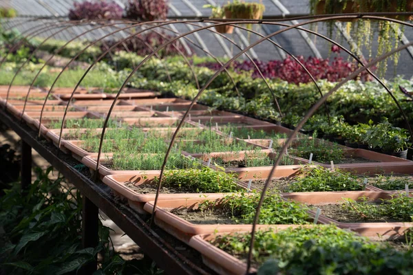 Pěstování Přírodních Produktů Dekorativních Rostlin Zahradní Školce Slunečného Letního Dne — Stock fotografie