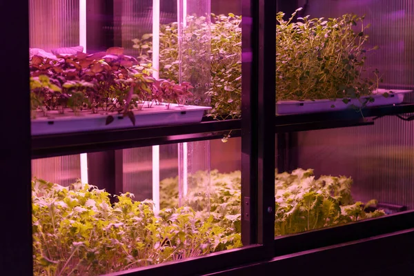 Full spectrum LED grow lights for lettuce and basil. Young Mizuna grow in vertical farm under ultraviolet UV plant lights for cultivation indoors. Hydroponics and modern methods of growing plants