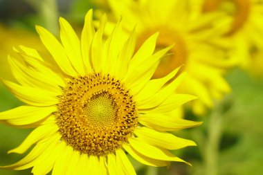 Asya 'lı 40' lı yaşlardaki LGBT transseksüelleri, mavi gökyüzü dağının üzerindeki ayçiçeği sarı çiçek tarlasında neşeli gülüşler hissediyorlar. Açık havada moda çekimi için kadın pozları.