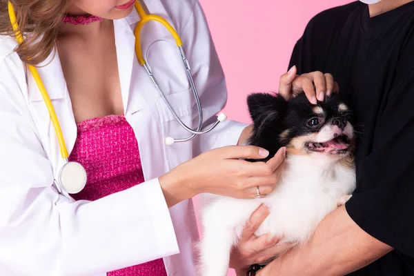 Veterinarian Doctor Wear Cocky Pink Dress Check Old Sick Dog — Fotografia de Stock