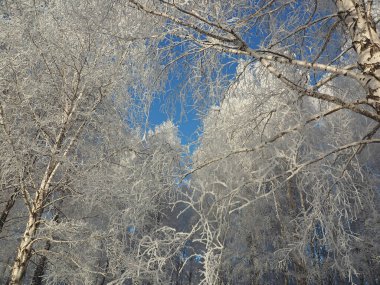 Soğuk bir kış sabahı. Bir park. Ağaç donuyla kaplı. Dallar gökyüzüne karşı. Kış. Rusya, Ural, Perm bölgesi. Elovo.