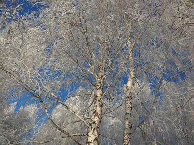 Soğuk bir kış sabahı. Bir park. Ağaç donuyla kaplı. Dallar gökyüzüne karşı. Kış. Rusya, Ural, Perm bölgesi. Elovo.