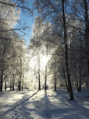 Soğuk bir kış sabahı. Bir park. Ağaç donuyla kaplı. Kış. Rusya, Ural, Perm bölgesi. Elovo.