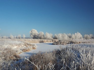 Soğuk bir kış sabahı. Kıyıdaki ağaçlar ve kırağı kaplayan çimenler. Küçük bir nehir körfezi buzla kaplıydı. Kış. Rusya, Ural, Perm bölgesi. Elovo.