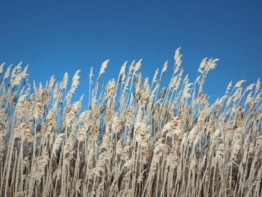 Soğuk bir kış sabahı. Buzlu kıyı çimenleri. Reed, reed. Küçük bir nehir körfezi buzla kaplıydı. Kış. Rusya, Ural, Perm bölgesi. Elovo.
