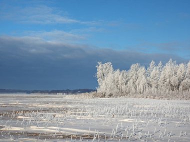 Soğuk bir kış sabahı. Kıyıdaki ağaçlar ve kırağı kaplayan çimenler. Nehir buzla kaplıydı. Kış. Rusya, Ural, Perm bölgesi. Elovo.