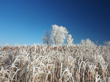 Soğuk bir kış sabahı. Kıyıdaki ağaçlar ve kırağı kaplayan çimenler. Nehir buzla kaplıydı. Kış. Rusya, Ural, Perm bölgesi. Elovo.