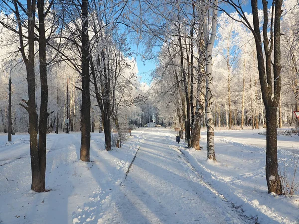 Ein Frostiger Wintermorgen Park Gasse Bäume Mit Raureif Bedeckt Äste — Stockfoto