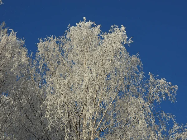 One Winter Frosty Morning Park Trees Covered Hoarfrost Branches Sky — 스톡 사진