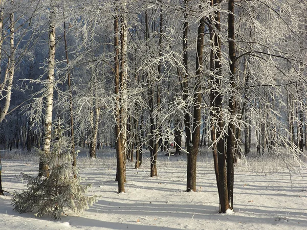 Ein Frostiger Wintermorgen Ein Park Bäume Mit Raureif Bedeckt Äste — Stockfoto