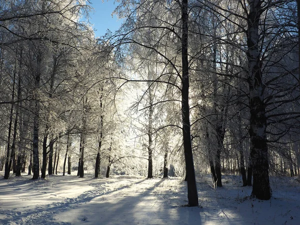 Vinterfrostig Morgon Park Träd Täckta Med Hjorfrost Vinter Ryssland Ural — Stockfoto