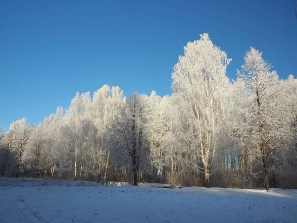 Одного Зимового Морозного Ранку Парк Дерева Вкриті Вишневим Морозом Вінтер — стокове фото