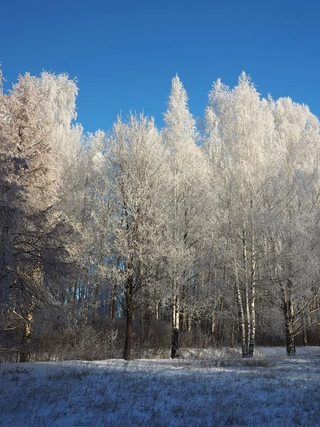 Одного Зимового Морозного Ранку Парк Дерева Вкриті Вишневим Морозом Вінтер — стокове фото