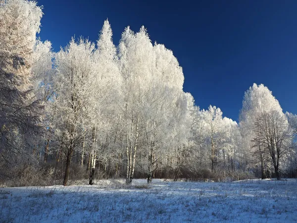 Однажды Зимним Морозным Утром Парк Деревья Покрыты Инеем Зима Россия — стоковое фото