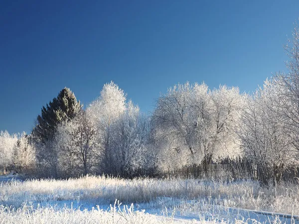One Winter Frosty Morning Park Trees Covered Hoarfrost Winter Russia — Stock Photo, Image