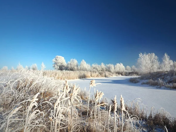 Одного Зимового Морозного Ранку Дерева Березі Трава Хмиз Невелика Річкова — стокове фото