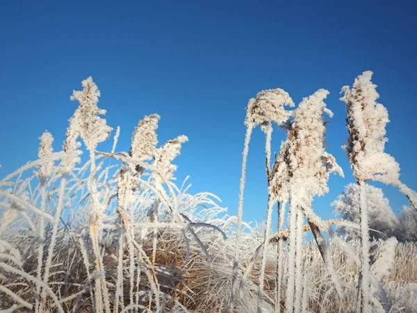 Pewnego Zimowego Mroźnego Poranka Zimna Przybrzeżna Trawa Reed Trzcinę Mała — Zdjęcie stockowe